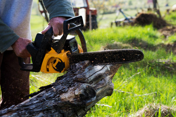 How Our Tree Care Process Works  in  Elizabethtown, NC