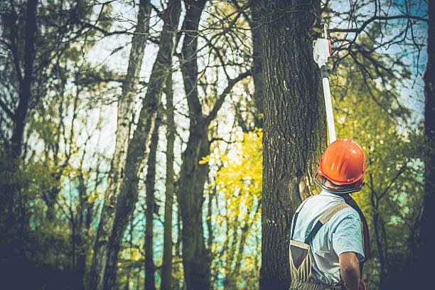 Best Lot and Land Clearing  in Elizabethtown, NC